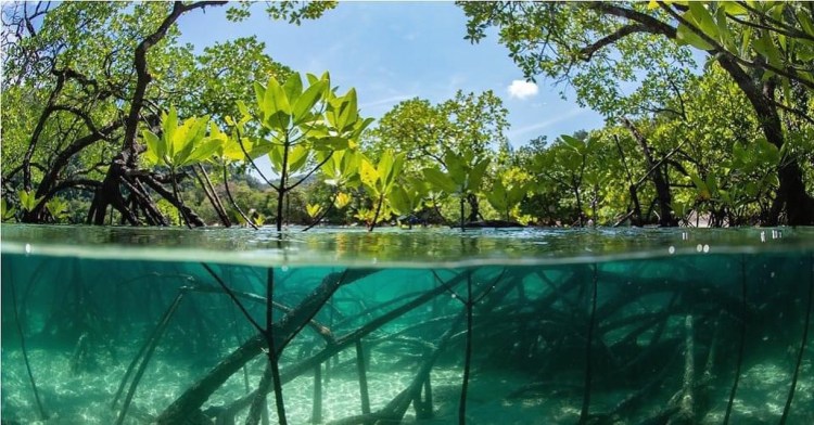 Mangrove Tours Desaru by Dash Outdoors&nbsp;Malaysia